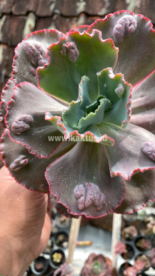 Echeveria Mauna Loa Size 15 Cm, real gallery image #18 plants. Picture taken directly from kaktus.id community Echeveria farmer green houses.