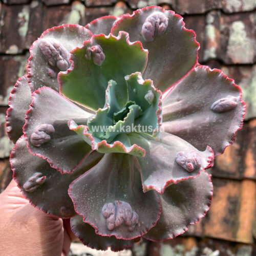 Echeveria Mauna Loa Size 15 Cm, real gallery image #2 plants. Picture taken directly from kaktus.id community Echeveria farmer green houses.