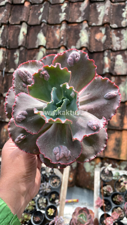 Echeveria Mauna Loa Size 15 Cm, real gallery image #8 plants. Picture taken directly from kaktus.id community Echeveria farmer green houses.