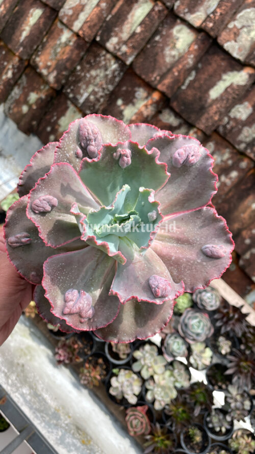 Echeveria Mauna Loa Size 15 Cm, real gallery image #5 plants. Picture taken directly from kaktus.id community Echeveria farmer green houses.