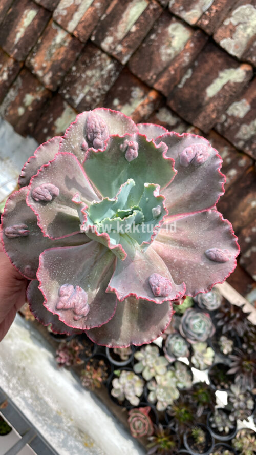 Echeveria Mauna Loa Size 15 Cm, real gallery image #6 plants. Picture taken directly from kaktus.id community Echeveria farmer green houses.