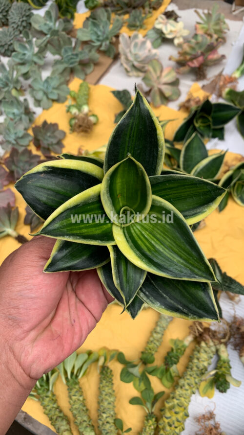 Sansevieria Pagoda Variegated, real gallery image #1 plants. Picture taken directly from kaktus.id community Sansevieria farmer green houses.