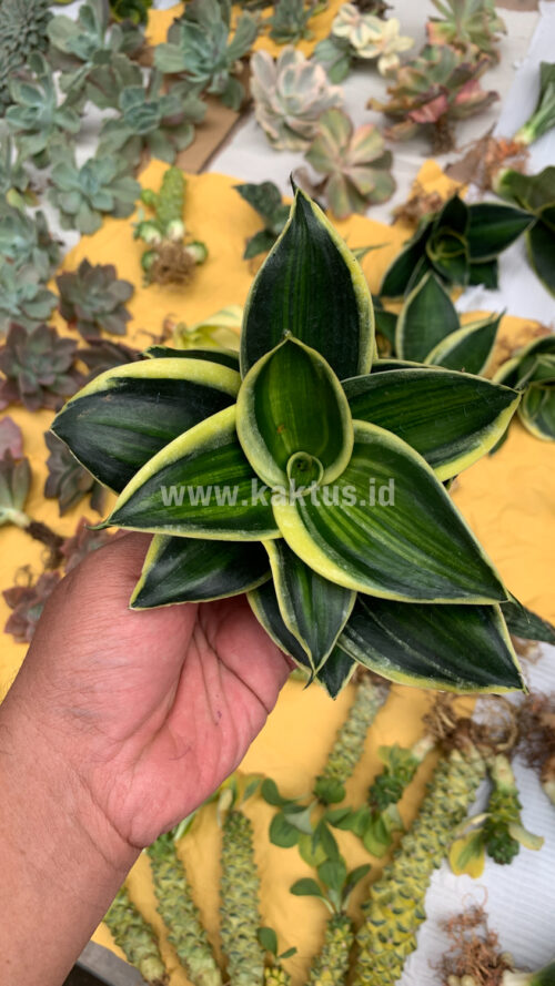 Sansevieria Pagoda Variegated, real gallery image #3 plants. Picture taken directly from kaktus.id community Sansevieria farmer green houses.