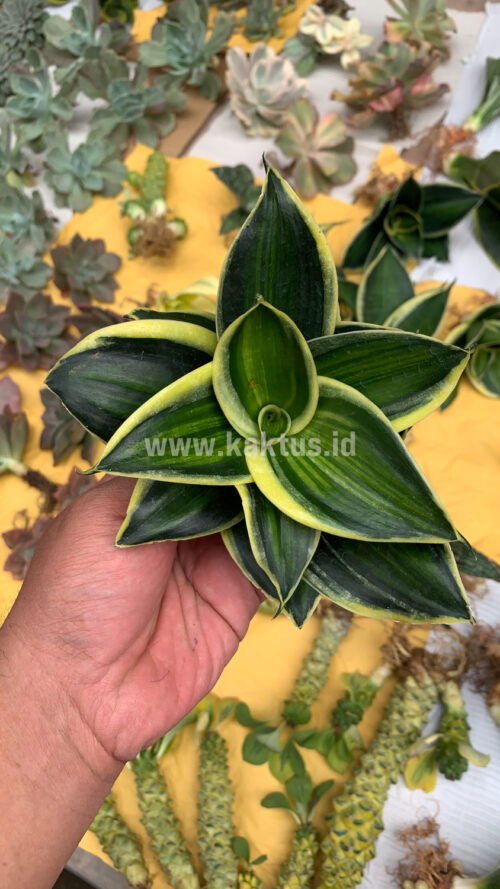 Sansevieria Pagoda Variegated, real gallery image #2 plants. Picture taken directly from kaktus.id community Sansevieria farmer green houses.