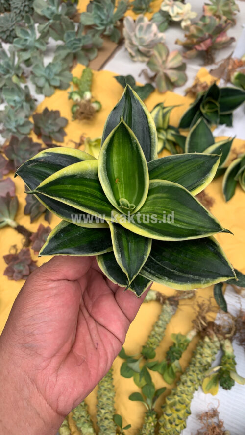 Sansevieria Pagoda Variegated, real gallery image #4 plants. Picture taken directly from kaktus.id community Sansevieria farmer green houses.