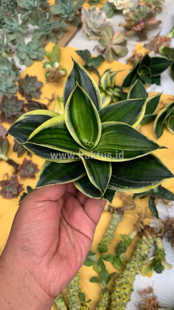 kaktus.id