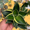 Sansevieria Pagoda Variegated, real feature image plant. Picture taken directly from kaktus.id community Sansevieria farmer green houses.