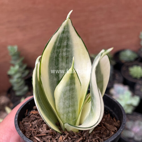 Sansevieria Golden White Hahii, real gallery image #26 plants. Picture taken directly from kaktus.id community Sansevieria farmer green houses.