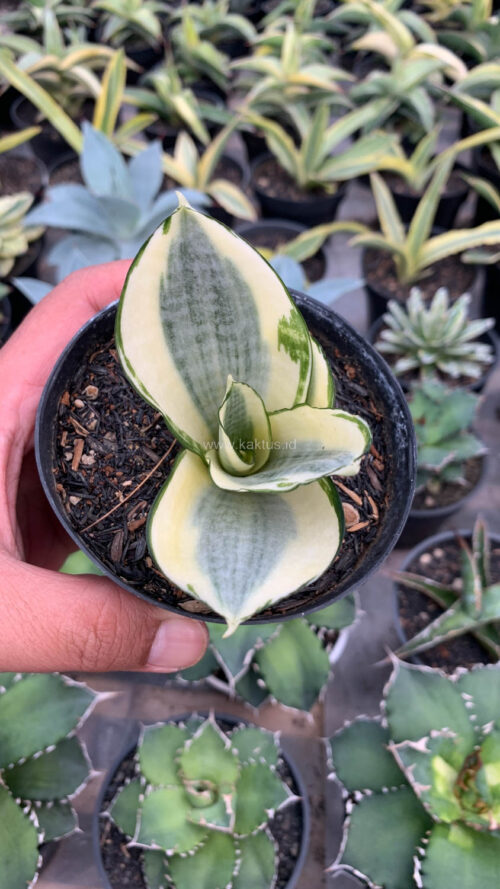 Sansevieria Golden White Hahii, real gallery image #28 plants. Picture taken directly from kaktus.id community Sansevieria farmer green houses.