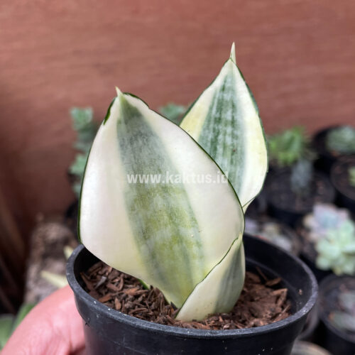 Sansevieria Golden White Hahii, real gallery image #23 plants. Picture taken directly from kaktus.id community Sansevieria farmer green houses.