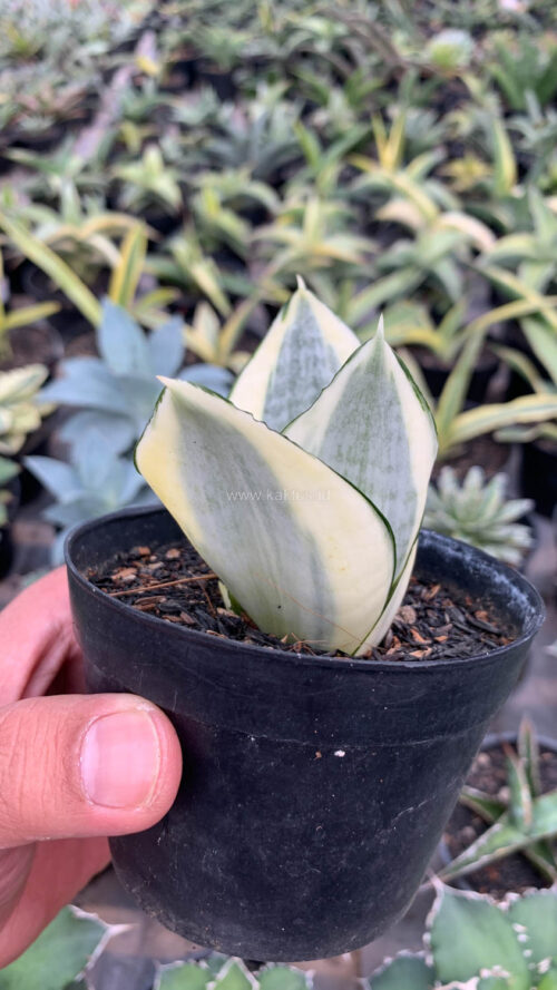 Sansevieria Golden White Hahii, real gallery image #29 plants. Picture taken directly from kaktus.id community Sansevieria farmer green houses.
