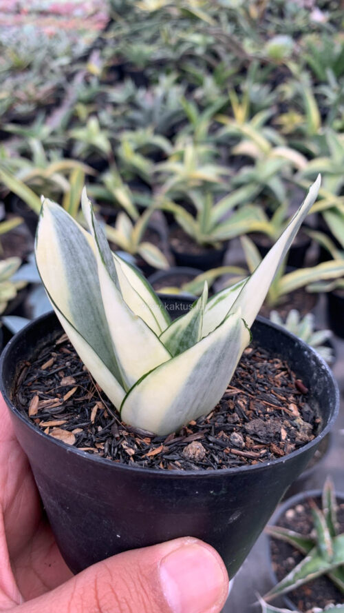 Sansevieria Golden White Hahii, real gallery image #1 plants. Picture taken directly from kaktus.id community Sansevieria farmer green houses.