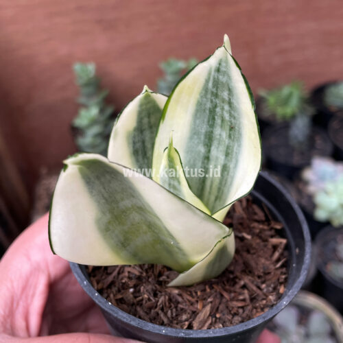 Sansevieria Golden White Hahii, real gallery image #25 plants. Picture taken directly from kaktus.id community Sansevieria farmer green houses.