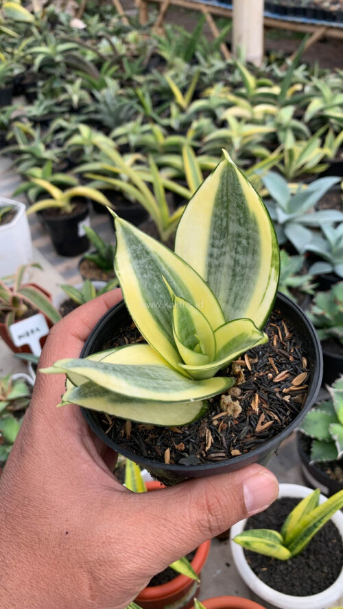 Sansevieria Golden White Hahii, real gallery image #30 plants. Picture taken directly from kaktus.id community Sansevieria farmer green houses.