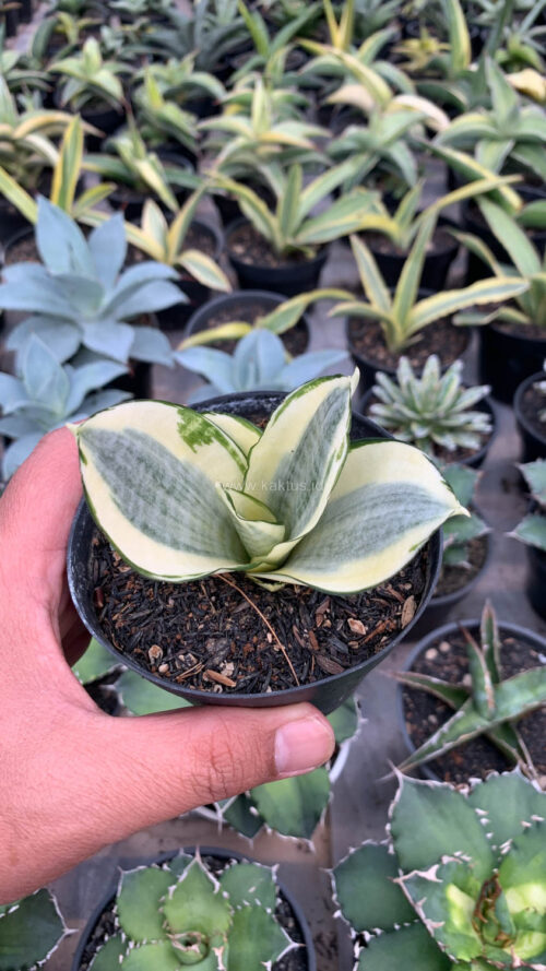 Sansevieria Golden White Hahii, real gallery image #27 plants. Picture taken directly from kaktus.id community Sansevieria farmer green houses.