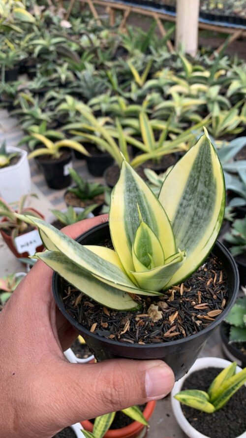 Sansevieria Golden White Hahii, real gallery image #12 plants. Picture taken directly from kaktus.id community Sansevieria farmer green houses.