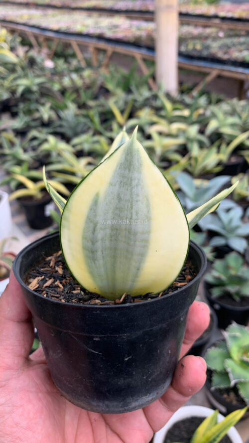 Sansevieria Golden White Hahii, real gallery image #10 plants. Picture taken directly from kaktus.id community Sansevieria farmer green houses.