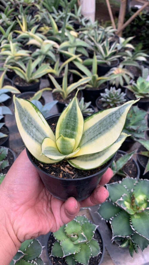 Sansevieria Golden White Hahii, real gallery image #8 plants. Picture taken directly from kaktus.id community Sansevieria farmer green houses.