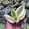 Sansevieria Golden White Hahii, real feature image plant. Picture taken directly from kaktus.id community Sansevieria farmer green houses.