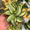 Sansevieria Golden Wendy, real gallery image #5 plants. Picture taken directly from kaktus.id community Sansevieria farmer green houses.