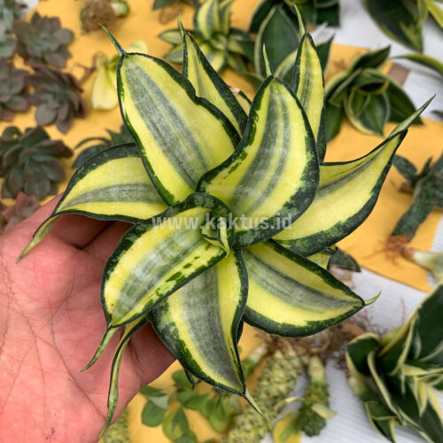 Sansevieria Golden Wendy, real gallery image #5 plants. Picture taken directly from kaktus.id community Sansevieria farmer green houses.