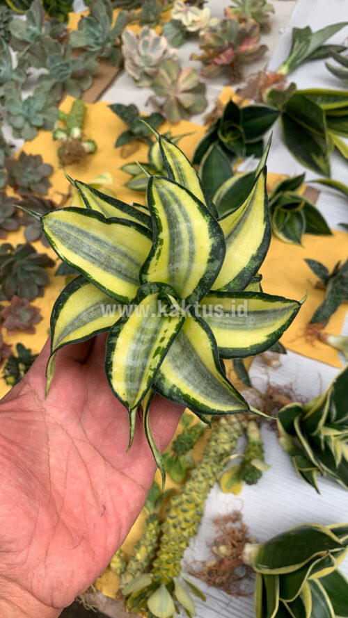 Sansevieria Golden Wendy, real gallery image #3 plants. Picture taken directly from kaktus.id community Sansevieria farmer green houses.