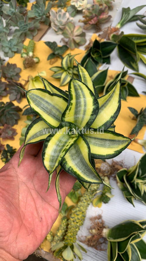 Sansevieria Golden Wendy, real gallery image #9 plants. Picture taken directly from kaktus.id community Sansevieria farmer green houses.