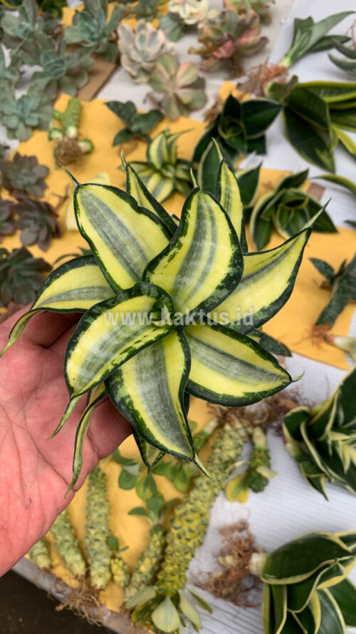 Sansevieria Golden Wendy, real gallery image #7 plants. Picture taken directly from kaktus.id community Sansevieria farmer green houses.