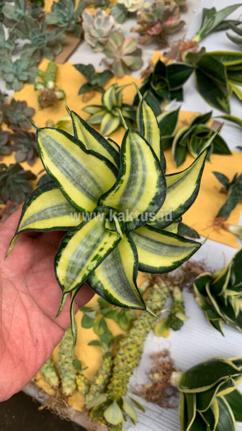 Sansevieria Golden Wendy, real gallery image #8 plants. Picture taken directly from kaktus.id community Sansevieria farmer green houses.
