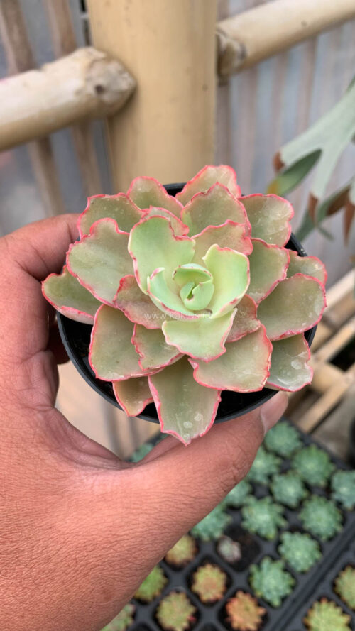 Echeveria Curly Chantilly, real gallery image #9 plants. Picture taken directly from kaktus.id community Echeveria farmer green houses.