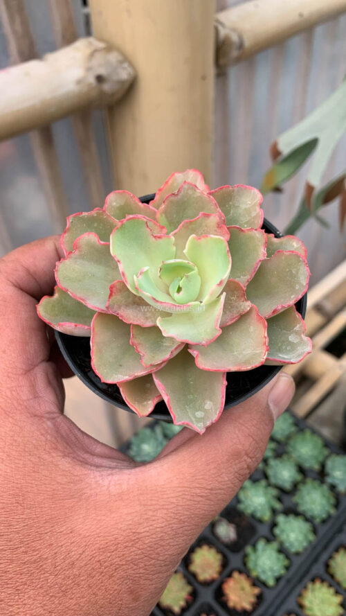 Echeveria Curly Chantilly, real gallery image #20 plants. Picture taken directly from kaktus.id community Echeveria farmer green houses.
