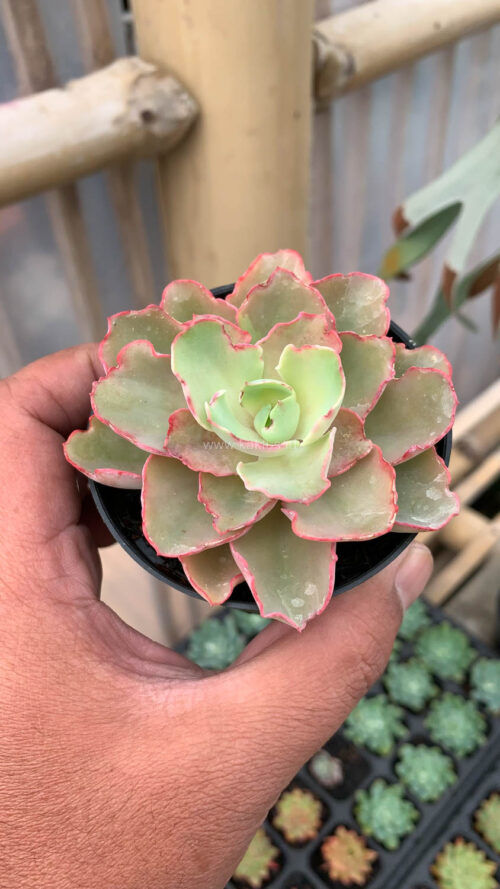 Echeveria Curly Chantilly, real gallery image #16 plants. Picture taken directly from kaktus.id community Echeveria farmer green houses.