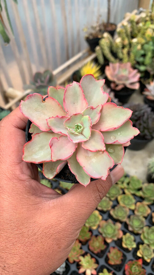 Echeveria Curly Chantilly, real gallery image #13 plants. Picture taken directly from kaktus.id community Echeveria farmer green houses.