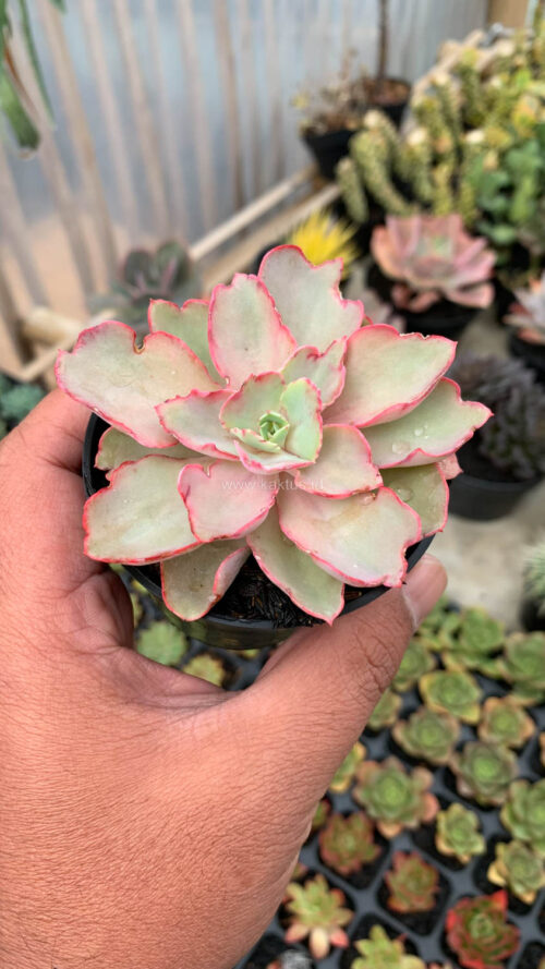 Echeveria Curly Chantilly, real gallery image #15 plants. Picture taken directly from kaktus.id community Echeveria farmer green houses.