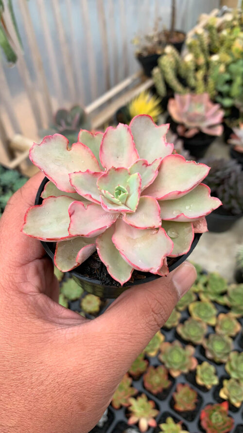 Echeveria Curly Chantilly, real gallery image #17 plants. Picture taken directly from kaktus.id community Echeveria farmer green houses.