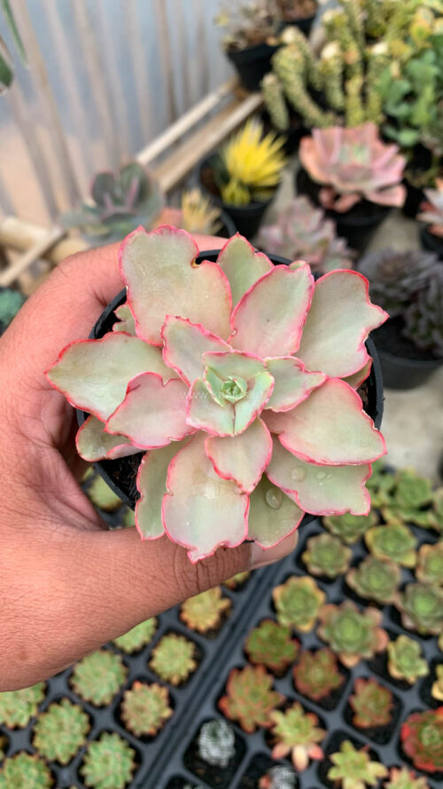 Echeveria Curly Chantilly, real gallery image #19 plants. Picture taken directly from kaktus.id community Echeveria farmer green houses.