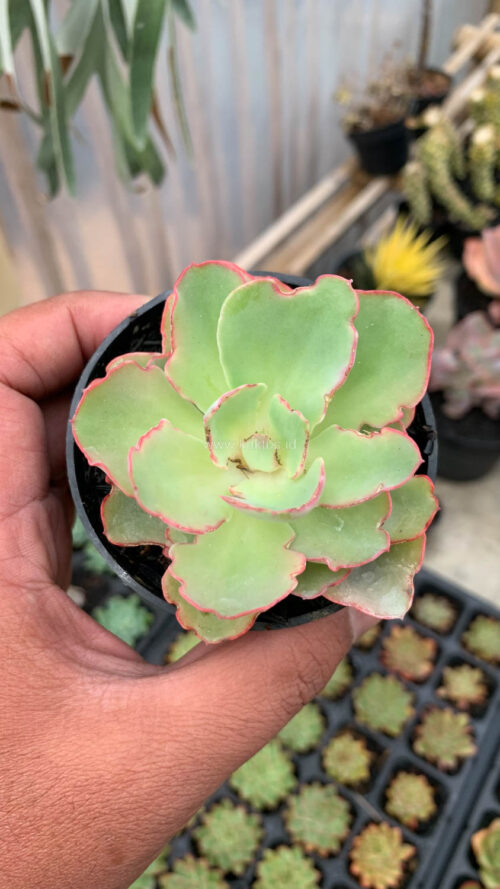 Echeveria Curly Chantilly, real gallery image #18 plants. Picture taken directly from kaktus.id community Echeveria farmer green houses.