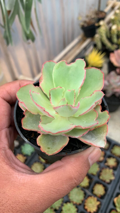 Echeveria Curly Chantilly, real gallery image #14 plants. Picture taken directly from kaktus.id community Echeveria farmer green houses.