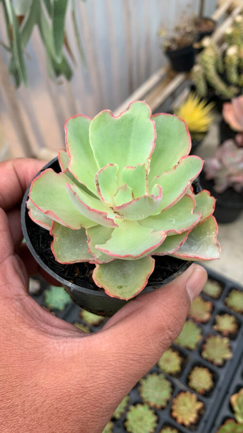 Echeveria Curly Chantilly, real gallery image #8 plants. Picture taken directly from kaktus.id community Echeveria farmer green houses.