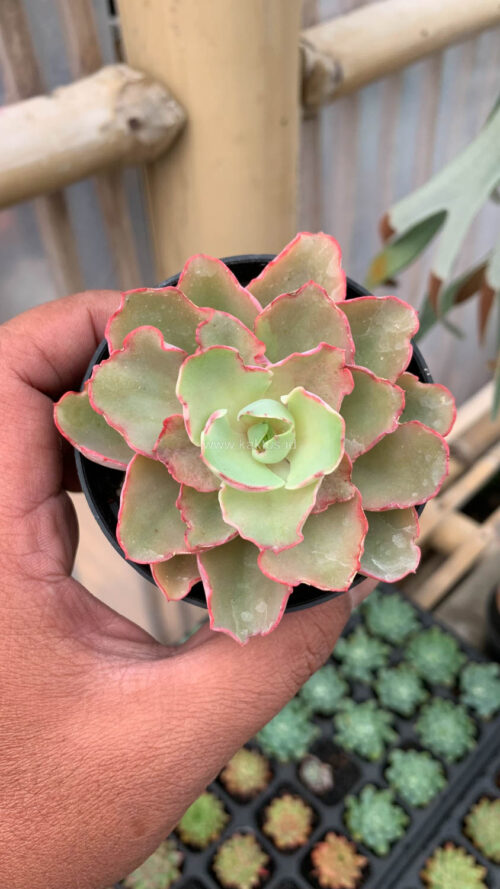 Echeveria Curly Chantilly, real gallery image #1 plants. Picture taken directly from kaktus.id community Echeveria farmer green houses.