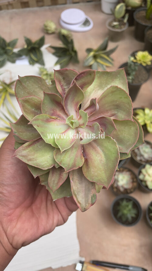 Echeveria Monster, real gallery image #6 plants. Picture taken directly from kaktus.id community Echeveria farmer green houses.