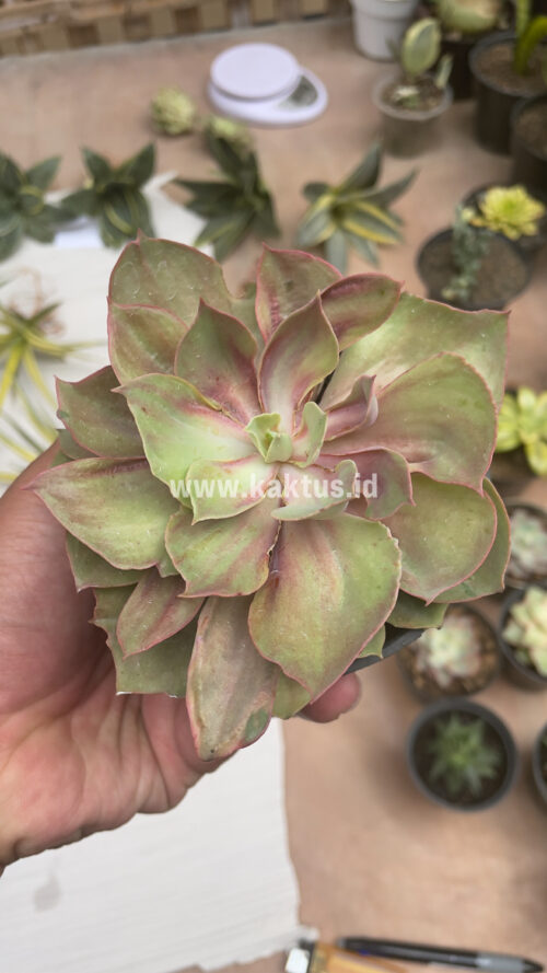 Echeveria Monster, real gallery image #10 plants. Picture taken directly from kaktus.id community Echeveria farmer green houses.
