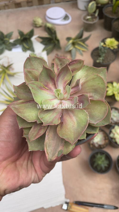 Echeveria Monster, real gallery image #18 plants. Picture taken directly from kaktus.id community Echeveria farmer green houses.
