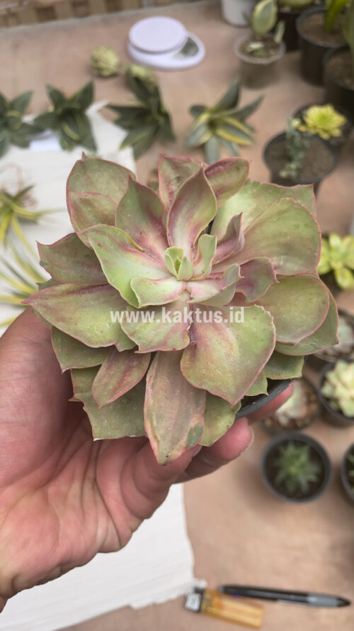 Echeveria Monster, real gallery image #16 plants. Picture taken directly from kaktus.id community Echeveria farmer green houses.