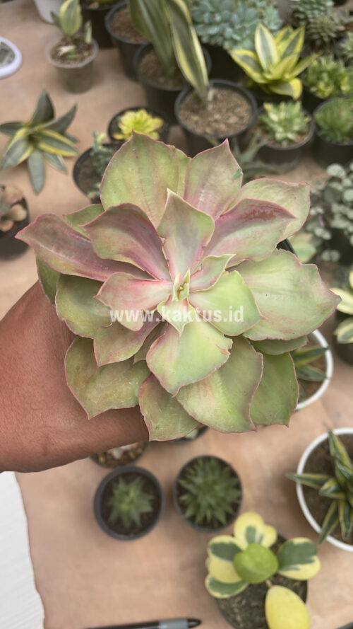 Echeveria Monster, real gallery image #15 plants. Picture taken directly from kaktus.id community Echeveria farmer green houses.