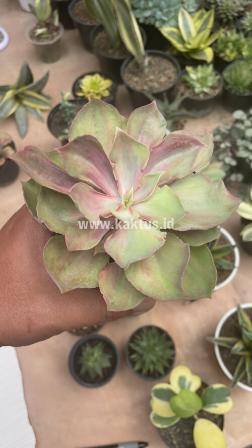 Echeveria Monster, real gallery image #14 plants. Picture taken directly from kaktus.id community Echeveria farmer green houses.