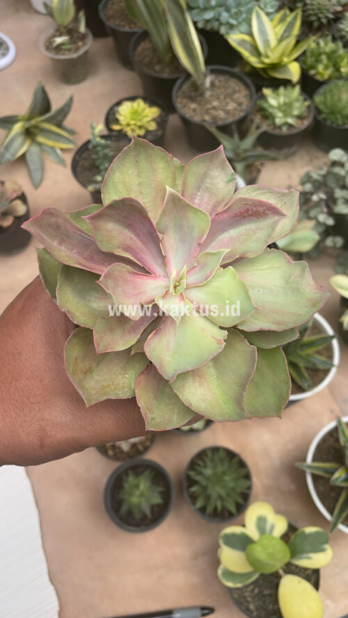 Echeveria Monster, real gallery image #13 plants. Picture taken directly from kaktus.id community Echeveria farmer green houses.