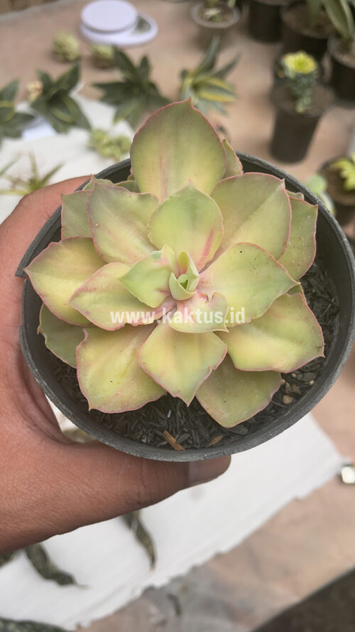 Echeveria Monster, real gallery image #12 plants. Picture taken directly from kaktus.id community Echeveria farmer green houses.