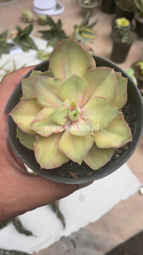 Echeveria Monster, real gallery image #11 plants. Picture taken directly from kaktus.id community Echeveria farmer green houses.