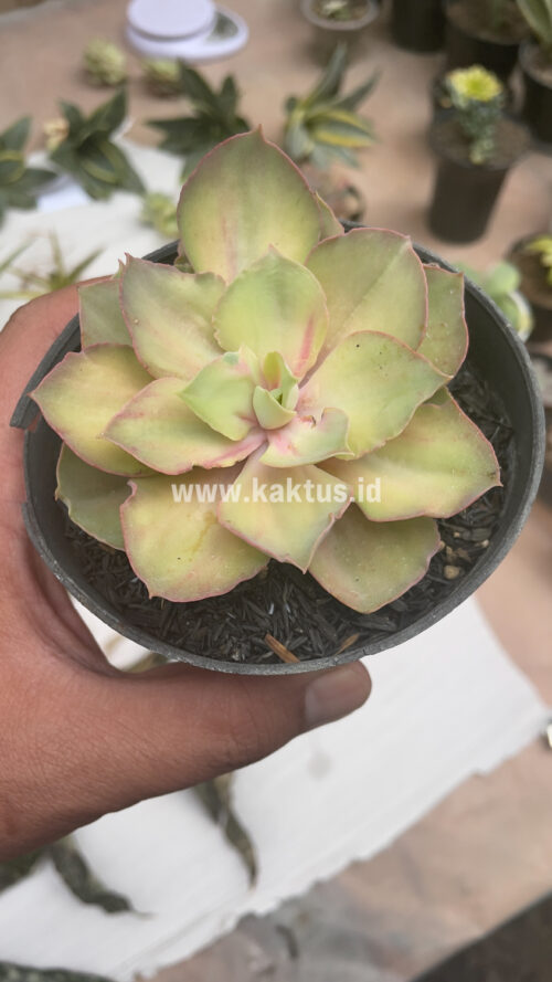 Echeveria Monster, real gallery image #9 plants. Picture taken directly from kaktus.id community Echeveria farmer green houses.